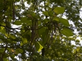 Catalpa eurubescens-1 Surmia pośrednia